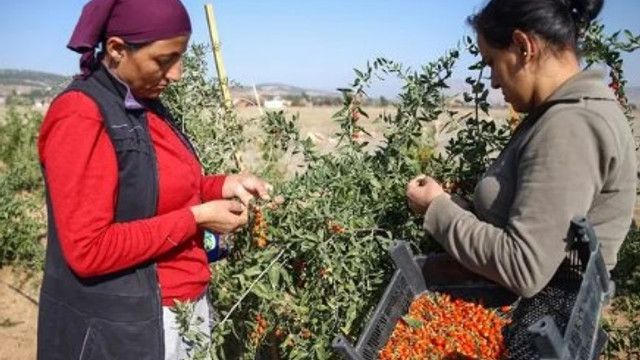 Şifa niyetine yediği ''goji berry''nin üreticisi oldu !