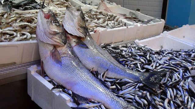 Karadeniz'de yakalandı, 1.500 TL'ye alıcı bekliyor
