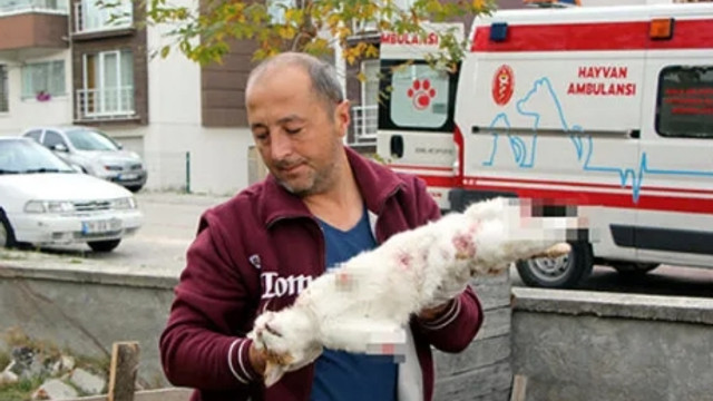 Kedi katliamını cinayet masası çözdü!