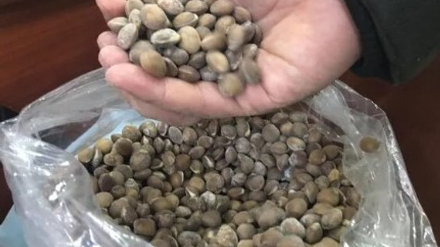 Siirt bıttımı altın fiyatlarını geçti !