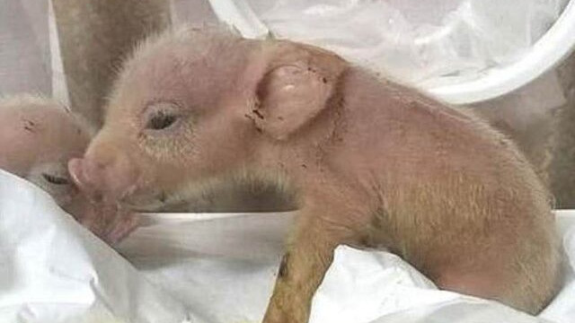 Çinliler ''maymun'' ve ''domuzdan'' yeni bir canlı üretti!