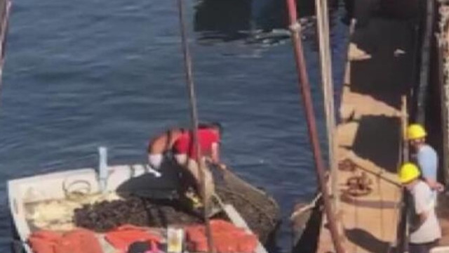 Zehirli midyeleri toplarken böyle görüntülendiler