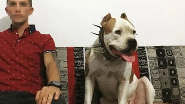 Ceset gömerken yakalanmıştı... 2 pitbull köpeğe el konuldu