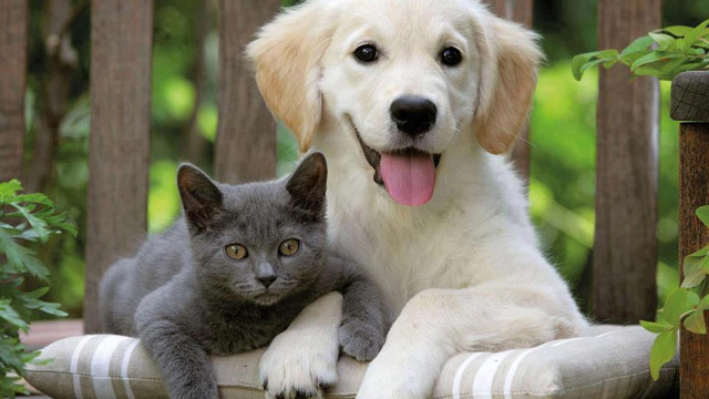 Bakan Acikladi Pet Shoplarda Kedi Kopek Satisina Son Guncel