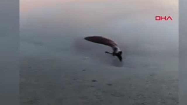 Gölcük Gölü'nde bulundu ! Görenler telefona sarıldı