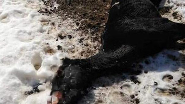 Kar nedeniyle açlıktan öldüler