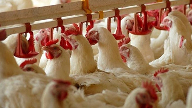 Beyaz et soruşturmasında firmalara ceza yağdı