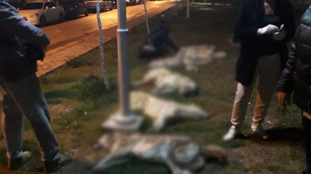 Ankara’daki köpek katilleri serbest bırakıldı