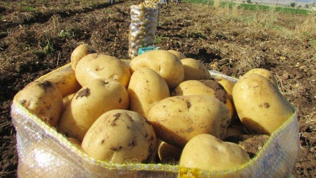 Fiyatları el yakan patates için yeni hamle
