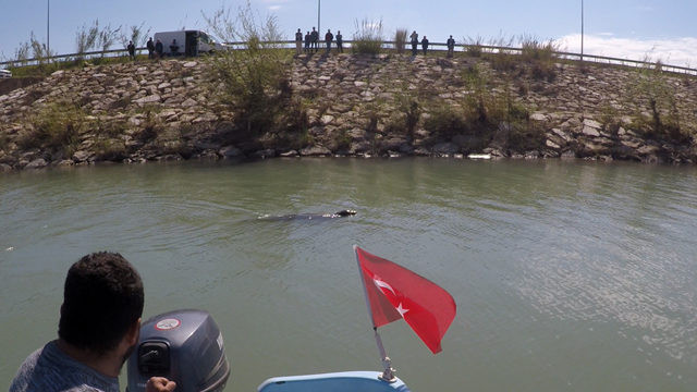 Akdeniz foku için 24 saat nöbet tuttular