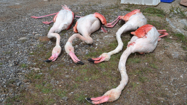 Aksaray'da 4 flamingo öldürüldü