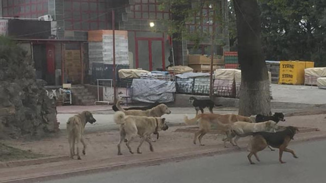 Sokak köpekleri minik çocuğa kabusu yaşattı