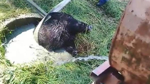 Su dolu kuyuya düşen yaban domuzunu itfaiye kurtardı