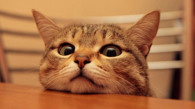 Kedi Tasima Cantalari Guncel