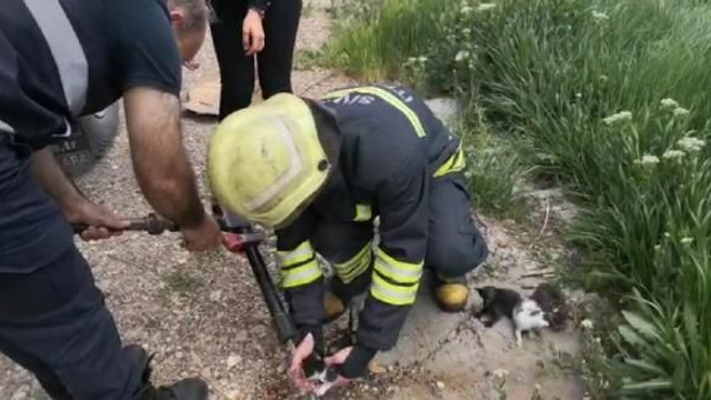 Yanan binadaki kedi ve yavruları kurtuldu