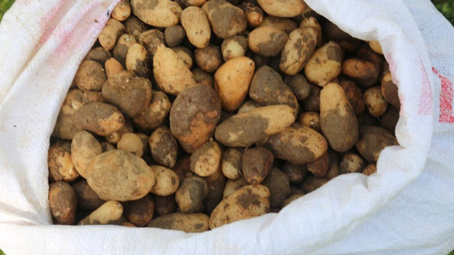 25 kilo salep soğanına 300 bin TL ceza kesildi