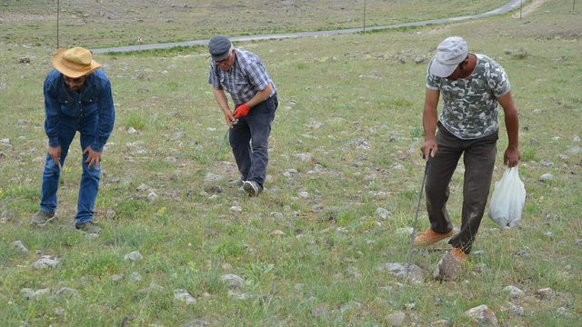 Domalan mantarının kilosu 80 liradan satılıyor