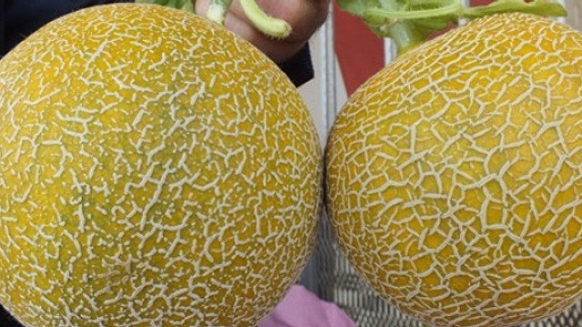 Şaka değil gerçek ! İki kavun daire fiyatına satıldı
