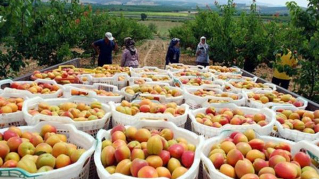 Rusya Türkiye'den 20 ton meyveyi geri çevirdi