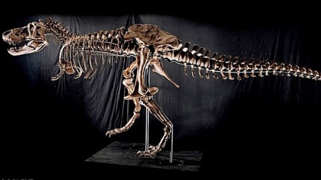 İki yeni dinozor türü keşfedildi