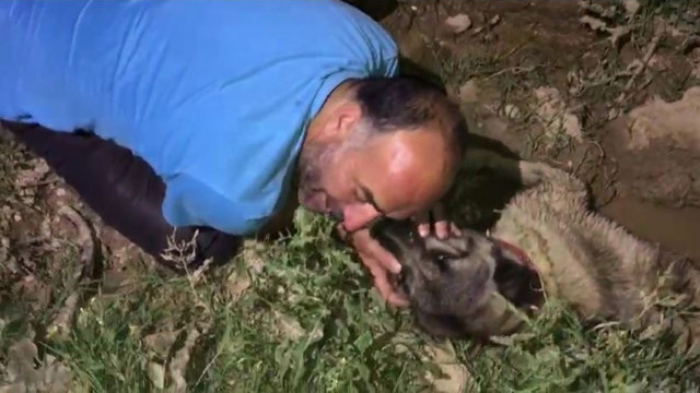 Köpeğinin başında gözyaşı döktü