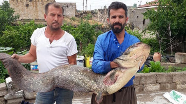 Böylesi görülmedi ! 2 metrelik yayın balığı yakaladılar !