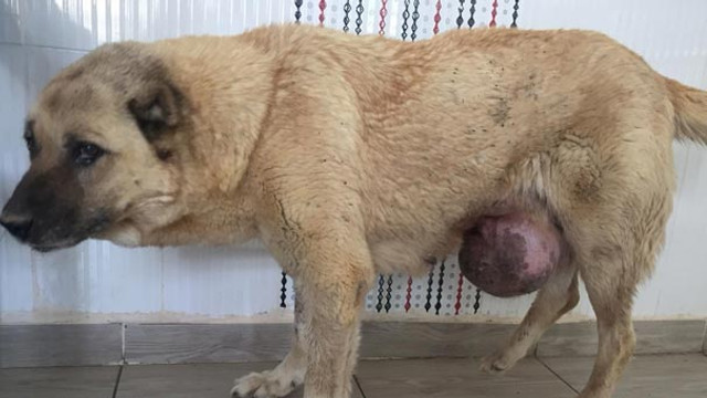 Köpeğin karnından çıktı: Tam 5 kilo...