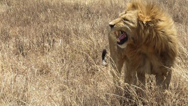 14 aslan parktan kaçtı: ''Evlerinizden çıkmayın''