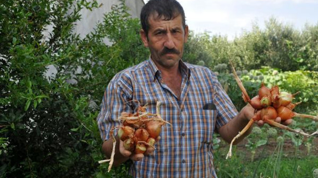 Hasadı yapılan soğanlar şaşkına çevirdi