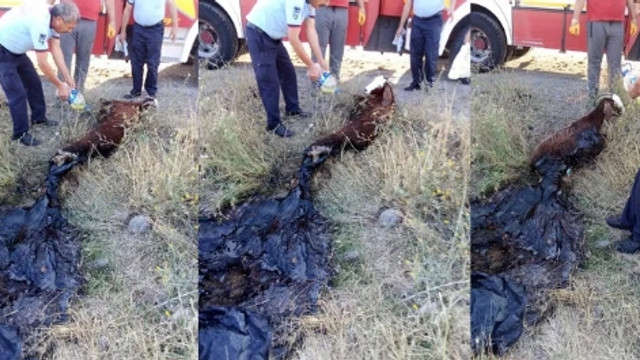 Yürekleri yakan görüntü! Yol kenarındaki asfalta yapıştı
