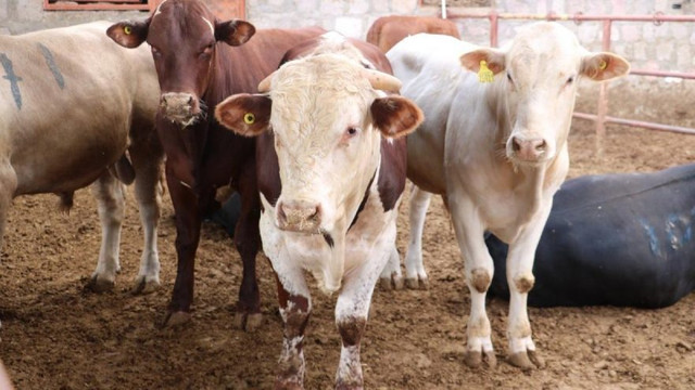 Tarım Bakanı'ndan ithal hayvan skandalına açıklama