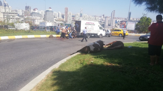Kamyonette havasız kalan kurbanlık cadde ortasında kesildi