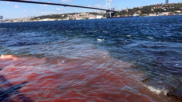 İstanbul Boğazı yine kana bulandı ! Şok görüntü