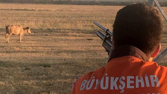 Sahibinden kaçtı, yasak bölgeye girince yakalandı