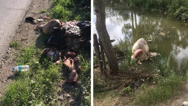 Çevreye atılan kurban atıklarına vatandaşlardan tepki