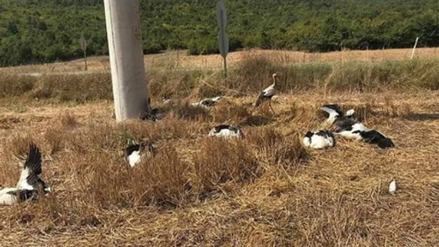 Trakya'daki bu görüntü büyük korkuya neden oldu