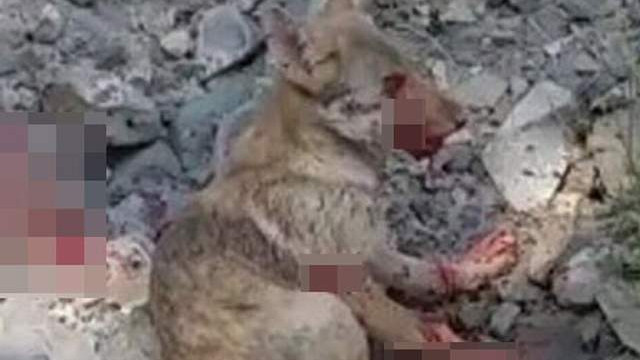 Kurt yavrusuna korkunç işkence cezasız kalmadı