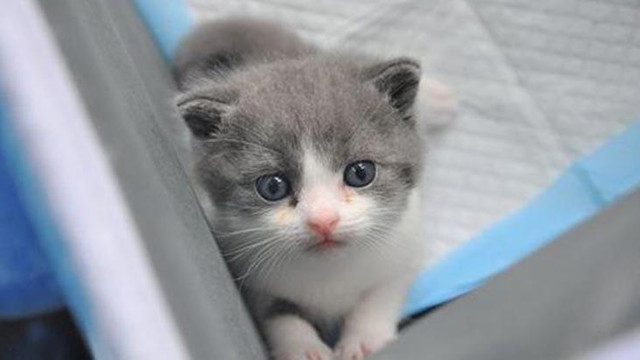 Çin'de bir ilk ! Bu kedi diğerlerinden farklı...
