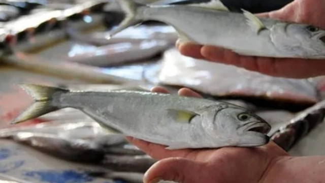 Yeni sezonda balıkçının umudu ''lüfer'' oldu