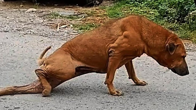 Dilenci numarası yapan köpek böyle yakalandı