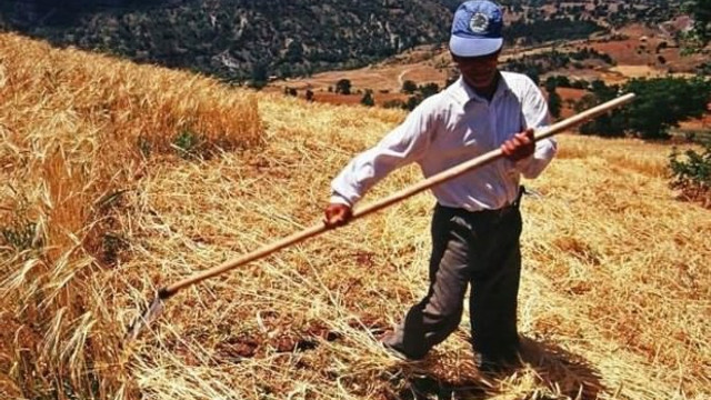 Çifti ''milletin efendisiydi'' şimdi borcun kölesi oldu !