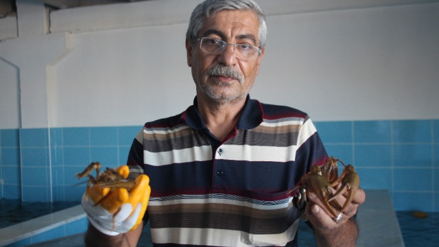 Kilosu 100 TL ! Elazığ'da işlenip dünyaya satılacak