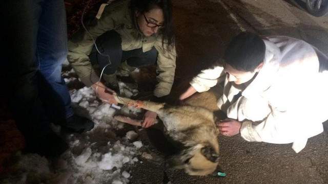 Kedi ve köpek katiline 5 yıl hapis