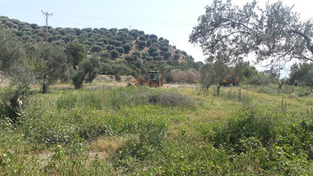 JES için zeytin ağaçları katledildi