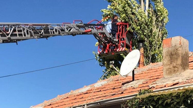 Kafası kestiği dal ile ağaç arasında kalarak öldü