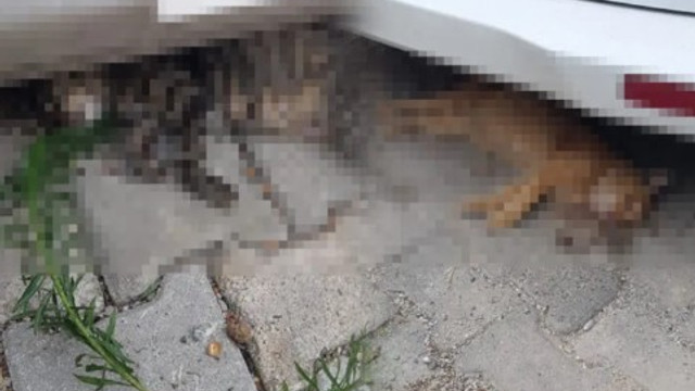 Korkunç şüphe ! Kediler zehirlenerek mi öldürüldü ?