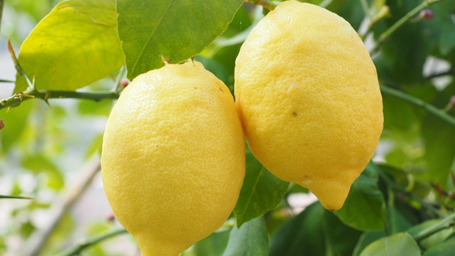 Yatak Limon Fiyatlari