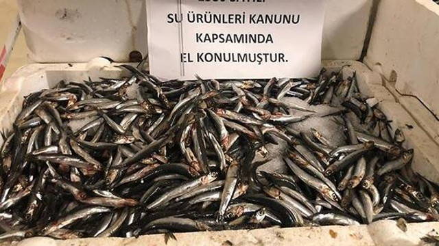 53 ton balığa el konuldu