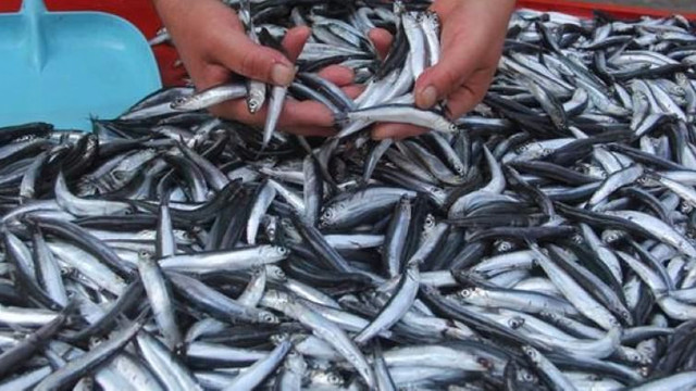 Karadeniz'in altını hamsi fiyatları vatandaşı sevindirdi