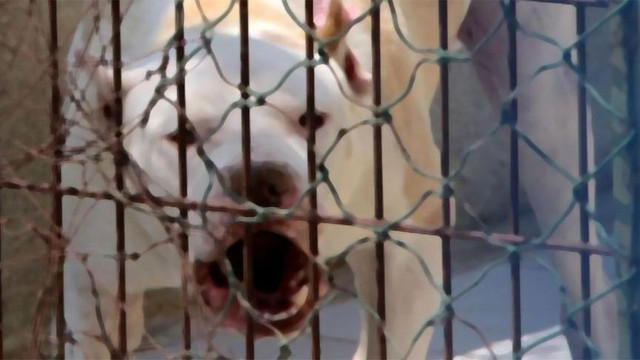 Sivas'ta pitbull saldırdı: 1'i çocuk 2 kişi yaralandı
